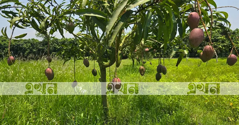 ফরিদপুরের আম বাগান